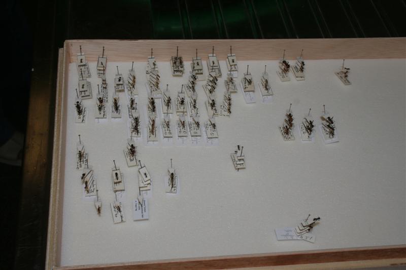 taxomara 2007 (96)